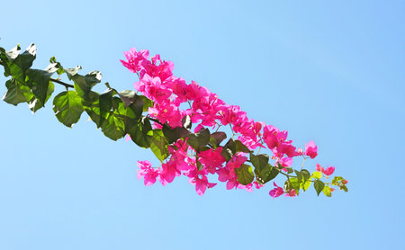 A twig of bougainvillea covered with leaves and pink flowers against a clear blue sky. Summer greece flowersの写真素材