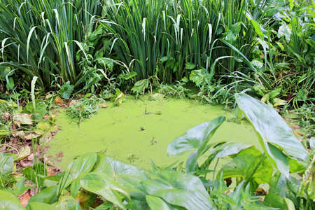 A wild pond among green vegetation, covered with duckweedの写真素材