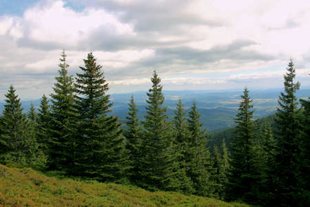 View of conifers in the Karkonosze Mountains. Karkonosze in the summer. Karkonosze National Parkの写真素材