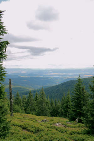 A dead tree in the Karkonosze Mountains. A dry stump in the Karkonosze National Park. Green trees and shrubs all around. Mountains in the backgroundの写真素材