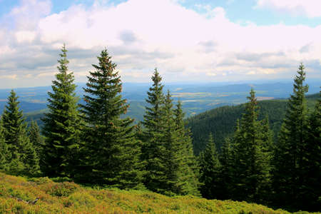 View of conifers in the Karkonosze Mountains. Karkonosze in the summer. Karkonosze National Parkの写真素材