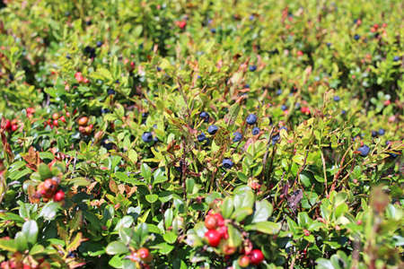 Wild blueberries and red bilberries close-upの写真素材