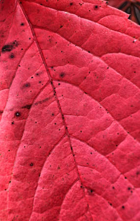 Red leaf of virginia creeper in autumn zoomed inの写真素材