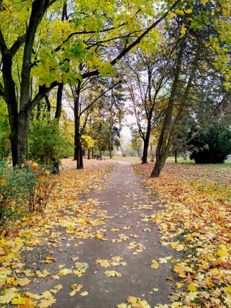 Alley in the autumn park. Yellow leaves lie on the ground. Yellow and green leaves on the treesの写真素材
