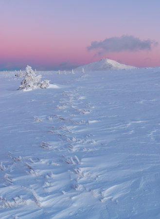 Winter landscape in the Karkonosze Mountains. The sunset. Violet sky. Snowball peak. Winter and snow. Snow-covered tree.の写真素材