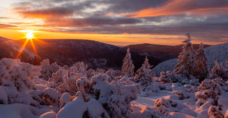 Sunrise in the Giant Mountains. Snow-covered bushes and trees in the sunlightの写真素材