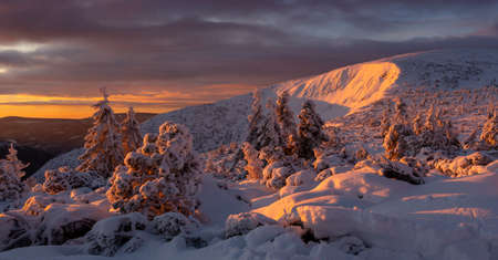 Sunrise in the Giant Mountains. Snow-covered bushes and trees in the sunlightの写真素材