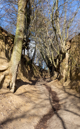 Root-pit ravine in Kazimierz Dolny. Loess ravine in the Lublin region. Large tree rootsの写真素材