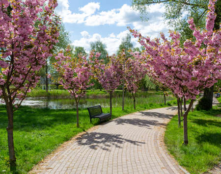 An alley in the park. Decorative pink cherries are blooming aroundの写真素材