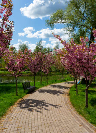 An alley in the park. Decorative pink cherries are blooming aroundの写真素材