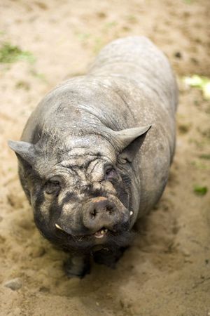 Vietnamese pig in the russian zoo