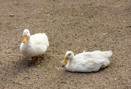 couple of duck in the saint-petersburg zooの写真素材