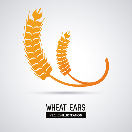 Wheat ears concept with icon design, vector illustration 10 eps graphic.のイラスト素材