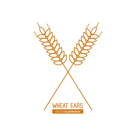 Wheat ears concept with icon design, vector illustration 10 eps graphic.のイラスト素材