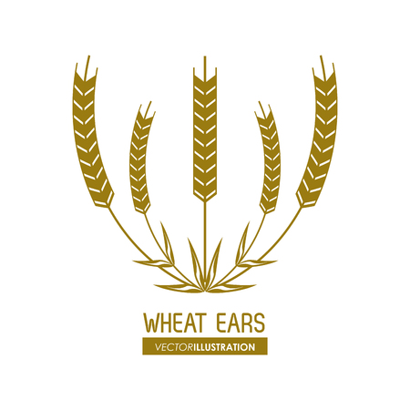 Wheat ears concept with icon design, vector illustration 10 eps graphic.のイラスト素材