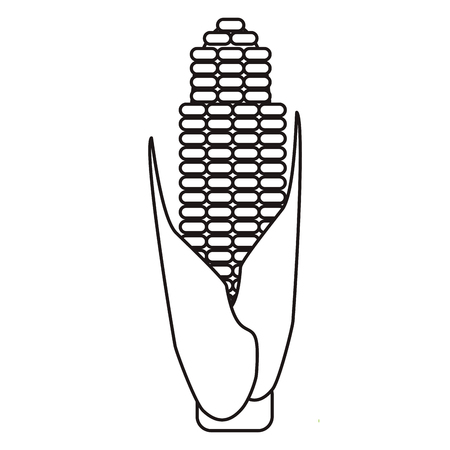 outline corn cob ripe leaves iconのイラスト素材