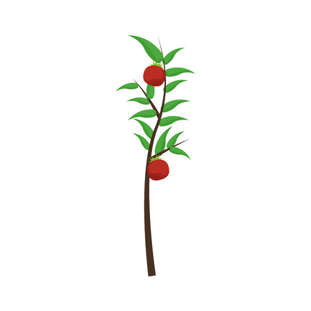 tomatoes plant icon over white background. colorful design. vector illustrationのイラスト素材