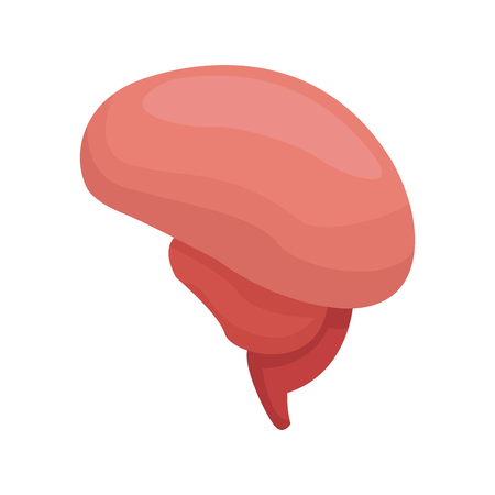 human brain organ icon over white background. colorful design. vector illustrationのイラスト素材
