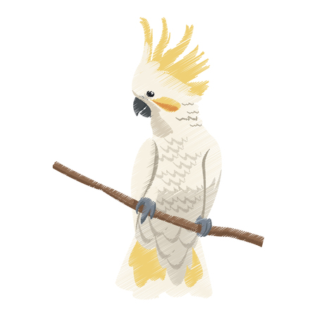cockatoo exotic bird icon image vector illustration designのイラスト素材