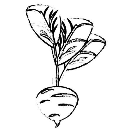 beet food diet healthy sketchのイラスト素材