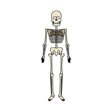 medical skeleton icon over white background. vector illustrationのイラスト素材