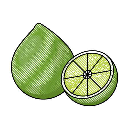 draw lemon citrus fruit fresh half vector illustrationのイラスト素材