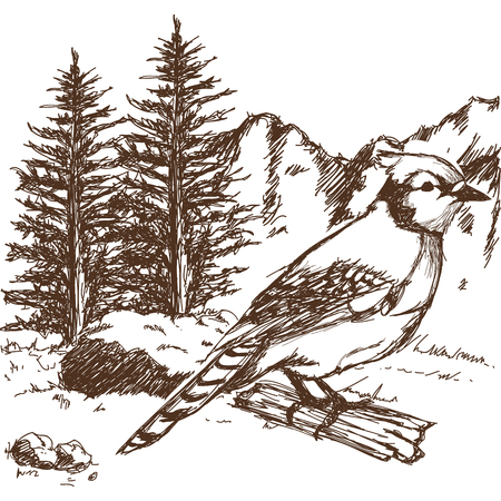 tufted titmouse bird, branch posing for a portrait hand drawn vector illustrationのイラスト素材