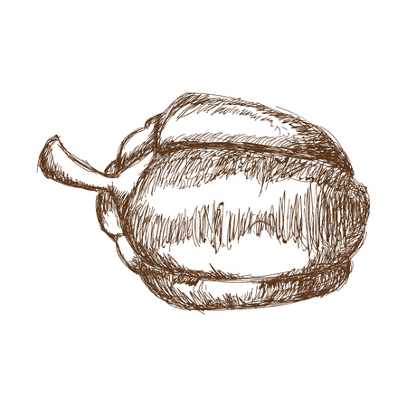 Pepper hand drawn vegetable engraved vector illustrationのイラスト素材