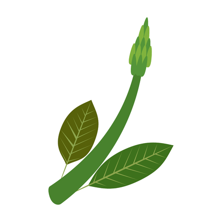 asparagus vegetable icon image vector illustration designのイラスト素材