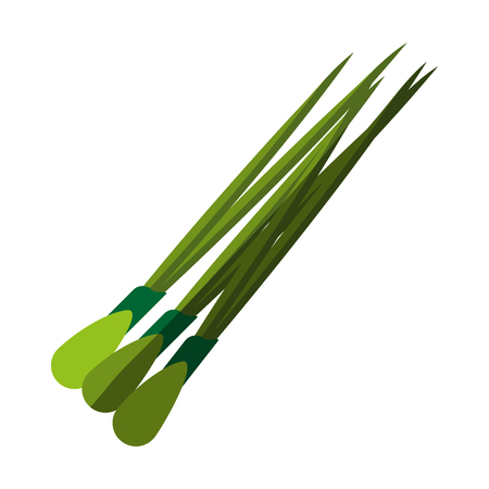 spring onions vegetable icon image vector illustration designのイラスト素材
