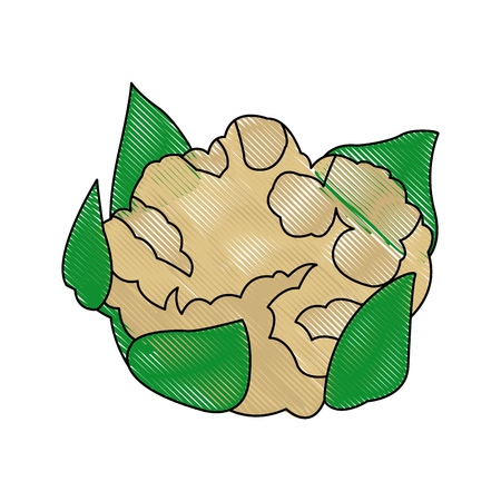 cauliflower with green leaves vegetable healthy food vector illustrationのイラスト素材