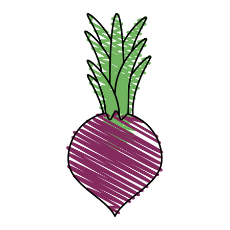 Colorful raddish doodle over white background vector illustrationのイラスト素材