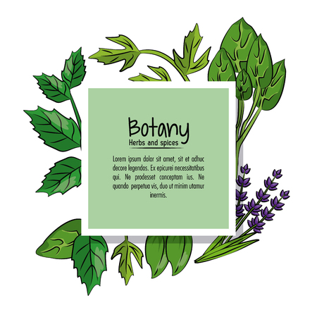 Botany herbs and spices over white background vector illustration graphic designのイラスト素材