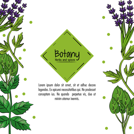 Botany herbs and spices over white background vector illustration graphic designのイラスト素材