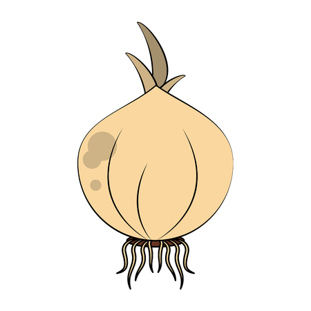 Garlic spice vegetable icon vector illustration graphic designのイラスト素材
