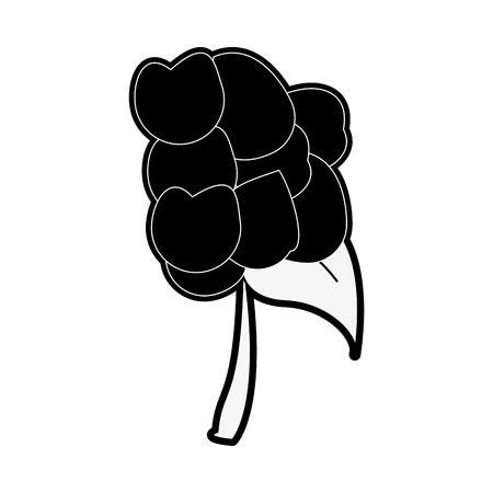 Cauliflower fresh vegetable icon vector illustration graphic designのイラスト素材