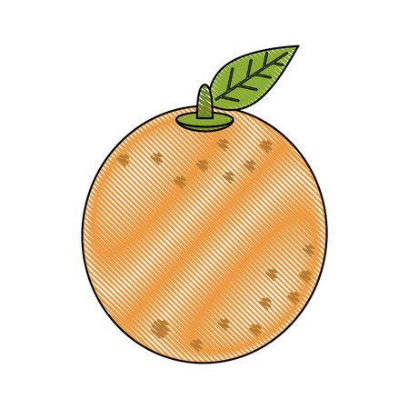 Orange citric fruit icon vector illustration graphic designのイラスト素材