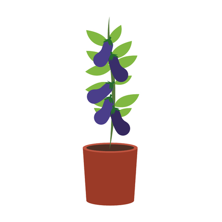 Eggplant plant in vase icon vector illustration graphic designのイラスト素材