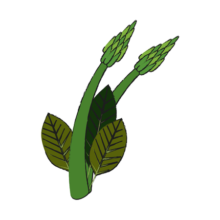 asparagus vegetable food icon vector illustration graphic designのイラスト素材
