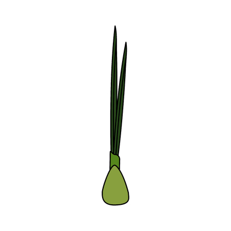 asparagus vegetable food icon vector illustration graphic designのイラスト素材