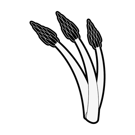 asparagus vegetable food icon vector illustration graphic designのイラスト素材