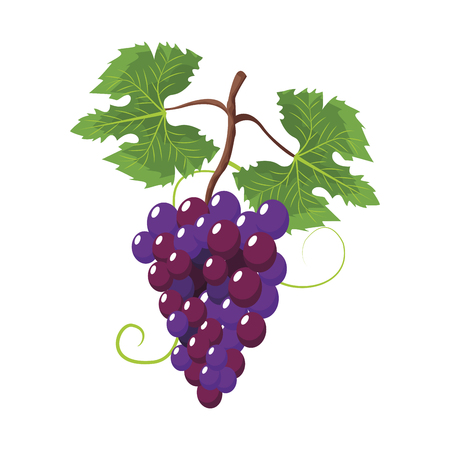 Grapes fruit symbol icon vector illustration graphic designのイラスト素材