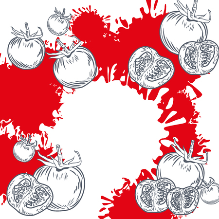 Fresh tomatoes vegetables hand drawing in black and white colors on white and red background vector illustrationのイラスト素材