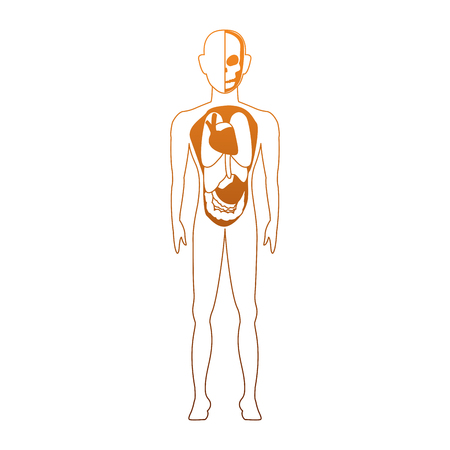Human body anatomy cartoon vector illustration graphic designのイラスト素材