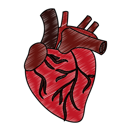 Human heart organ vector illustration graphic design.のイラスト素材