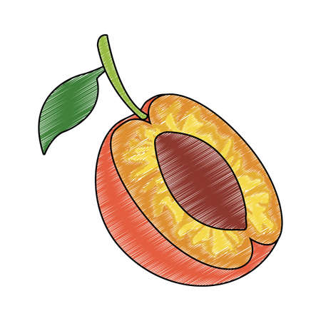 Peach fruit isolated vector illustration graphic designのイラスト素材