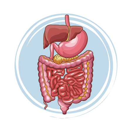 Digestive system human organs vector illustration graphic designのイラスト素材