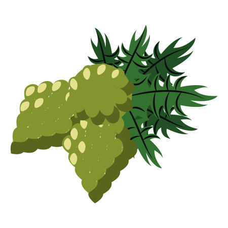 Hop beer plant isolated vector illustration graphic design