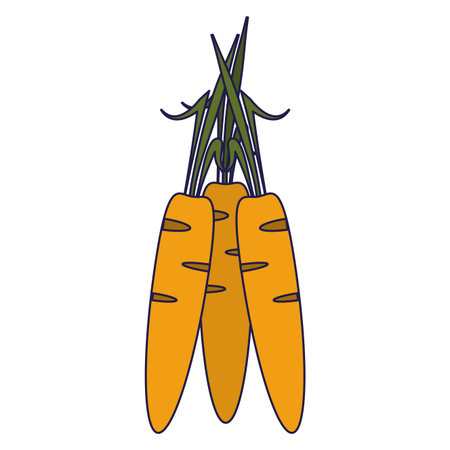 Fresh carrots vegetables vector illustration graphic designのイラスト素材