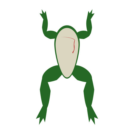 Frog open for experiment isolated vector illustration graphic designのイラスト素材
